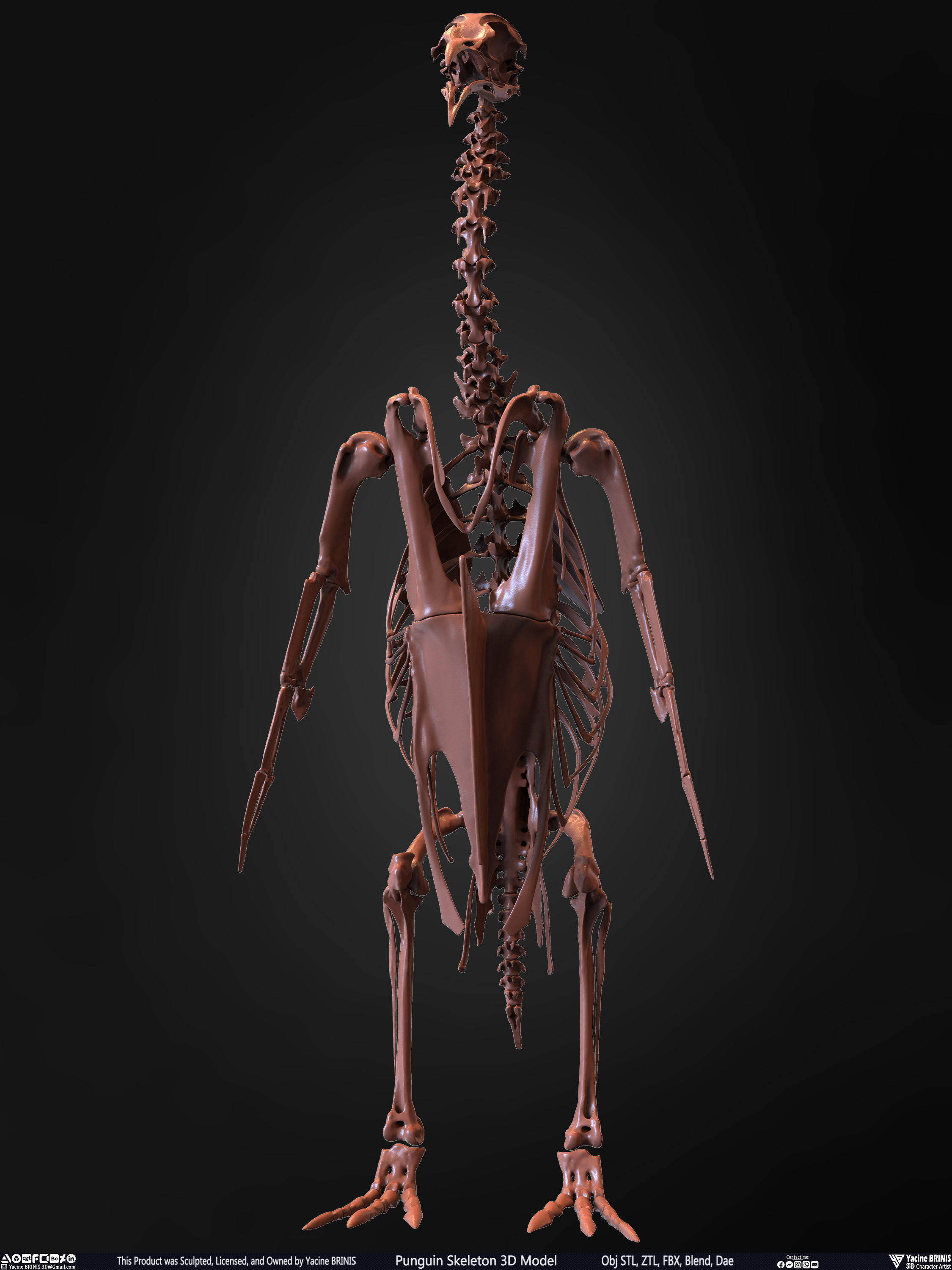 Penguin Skeleton 3D Model Low-poly 3D model_2