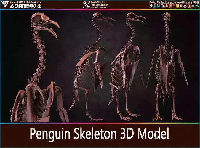 Penguin Skeleton 3D Model
