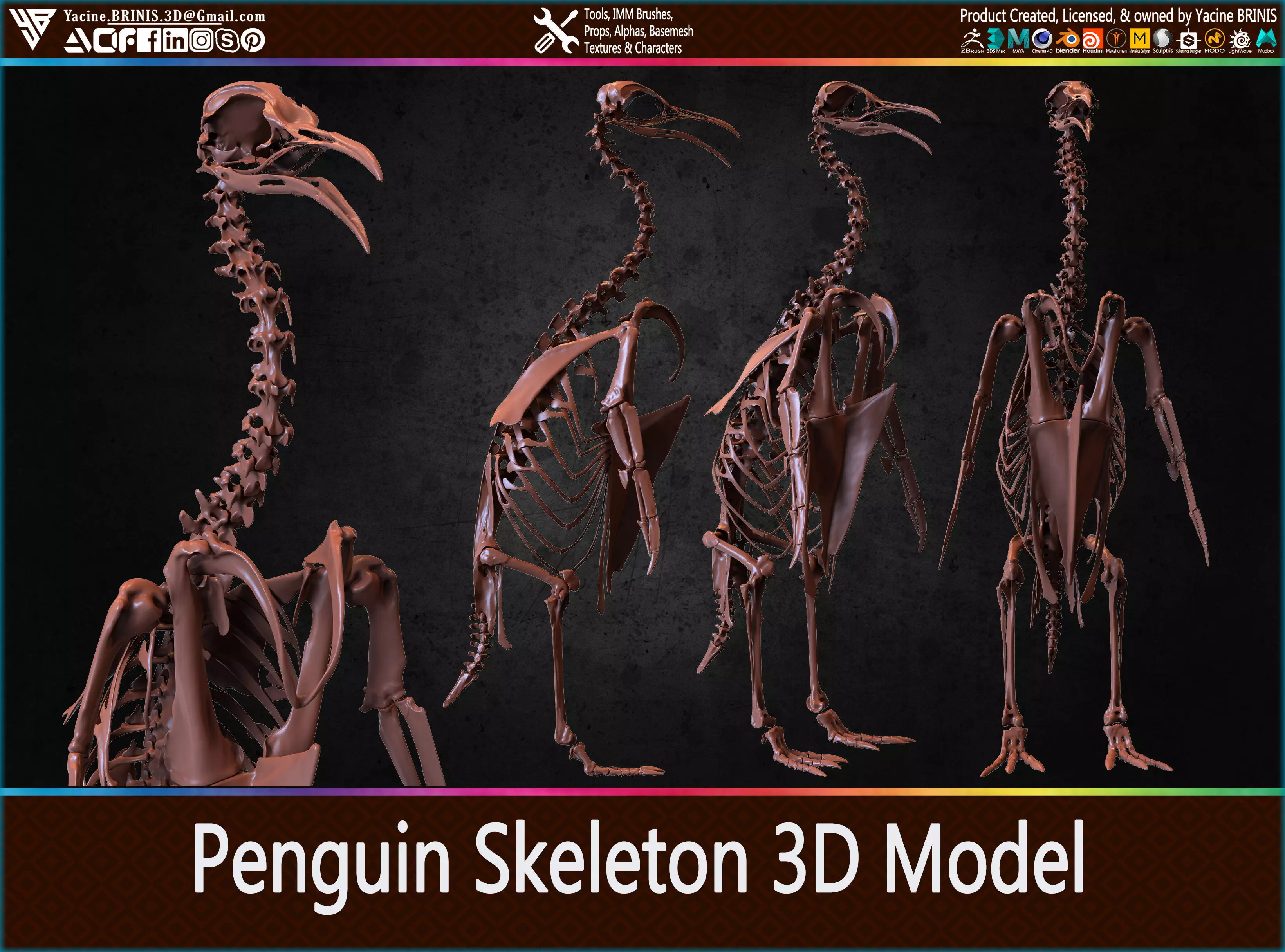 Penguin Skeleton 3D Model Low-poly 3D model_0