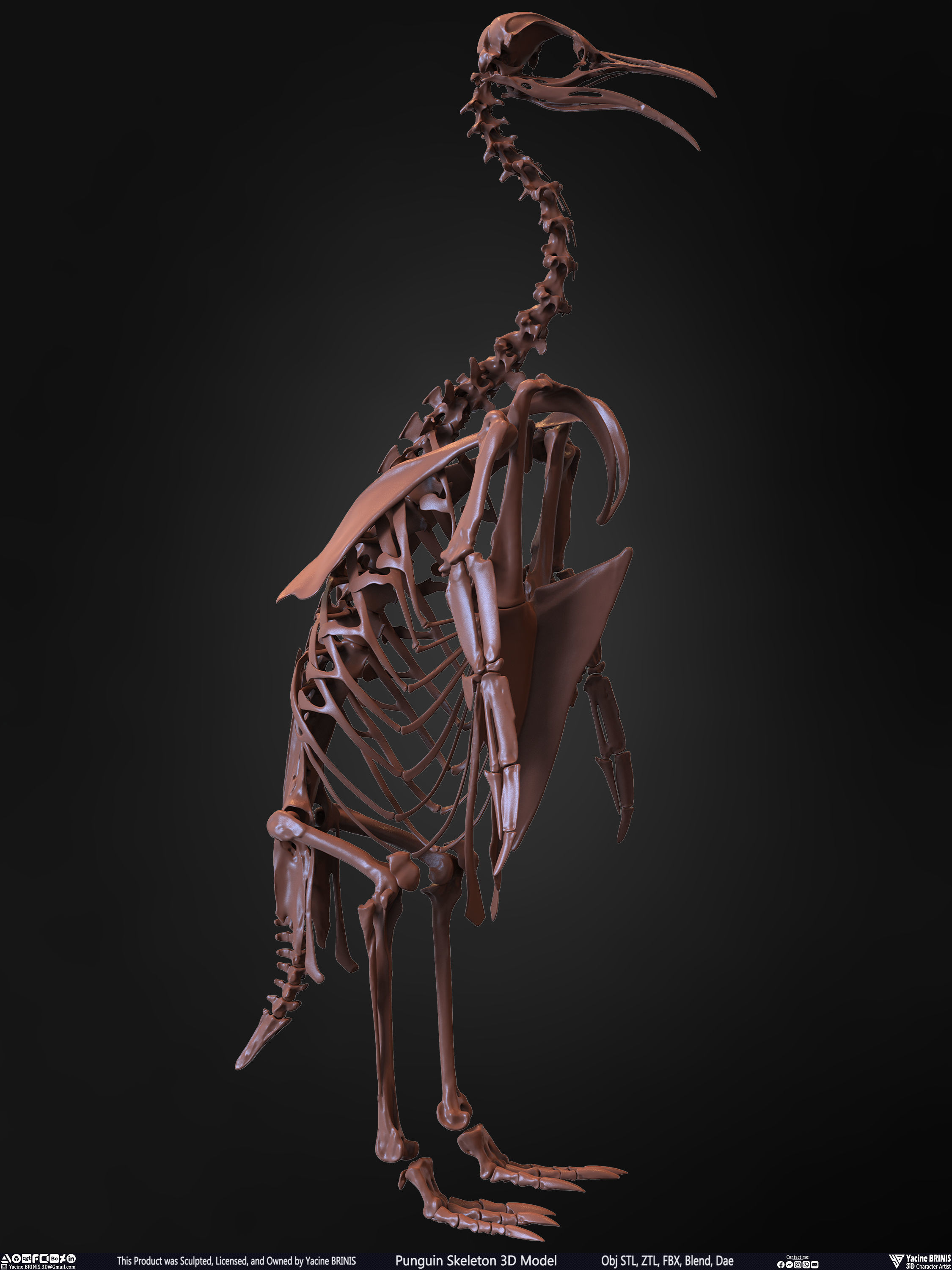 Penguin Skeleton 3D Model Low-poly 3D model_23