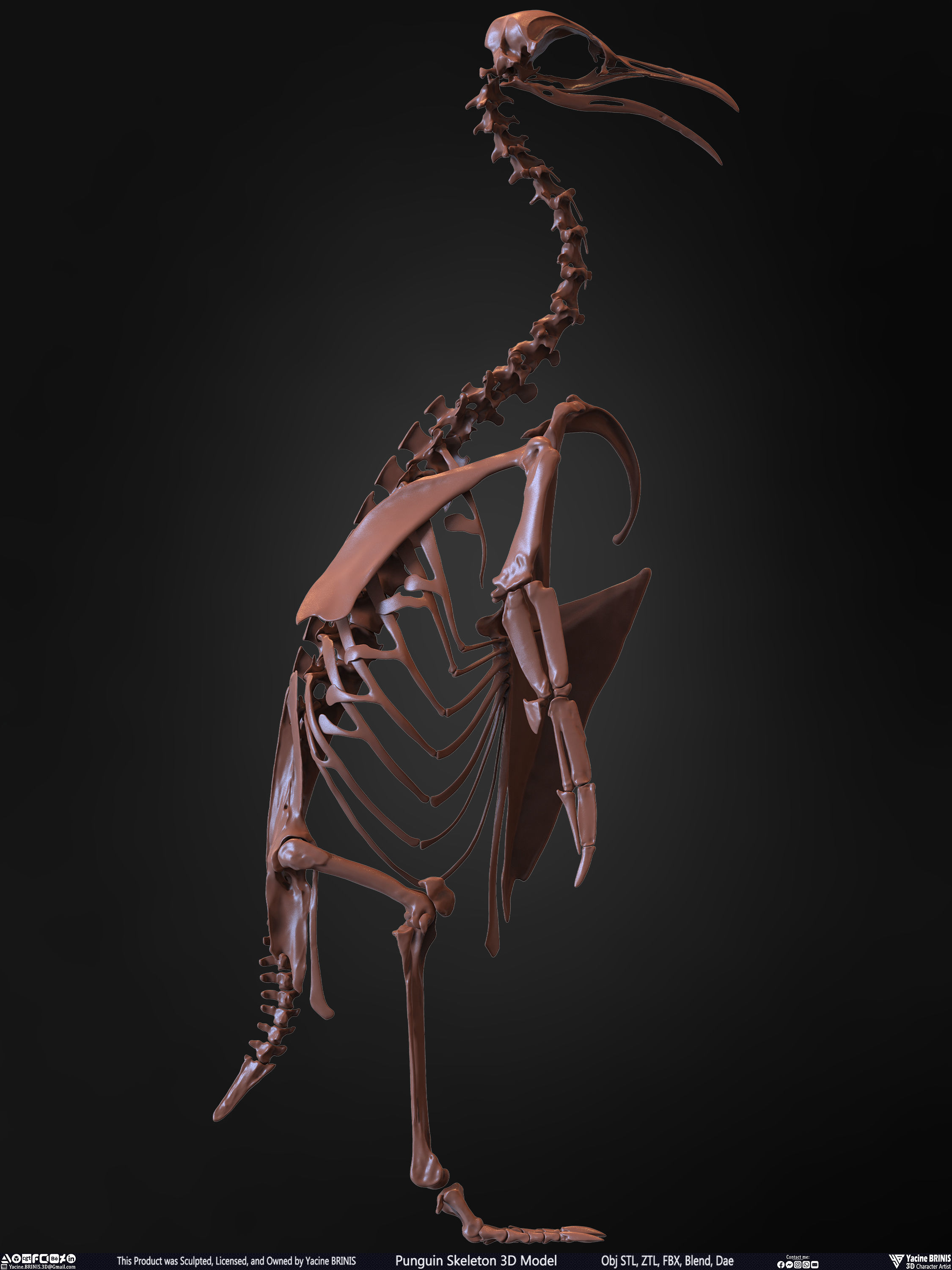 Penguin Skeleton 3D Model Low-poly 3D model_22