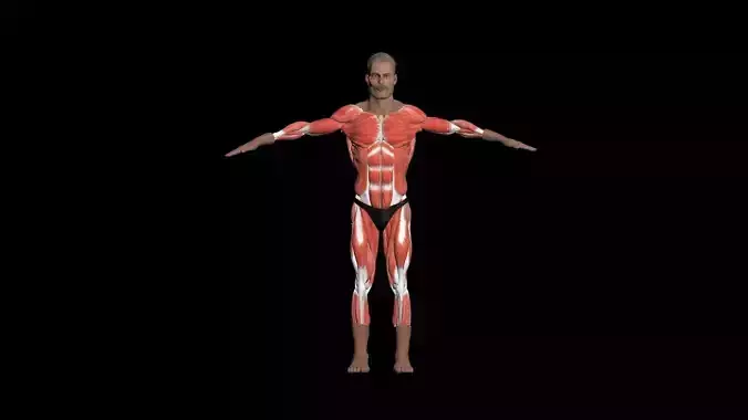 Muscular Man Exposed Muscles fitness crossfit Health  Low-poly 3D model