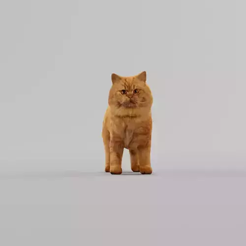 Orange Persian Cat 3D model