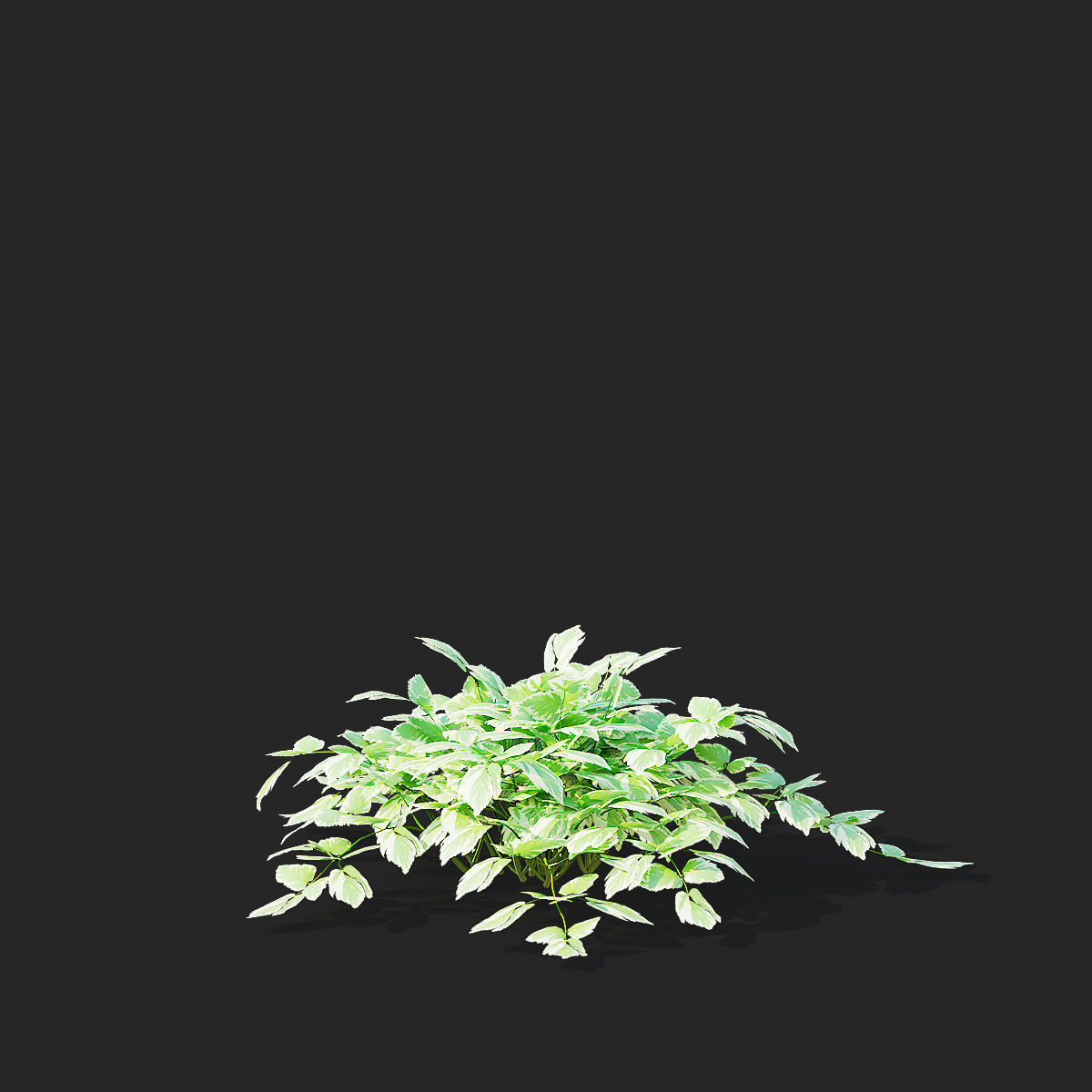 Aegopodium podagraria flower 3D model_8