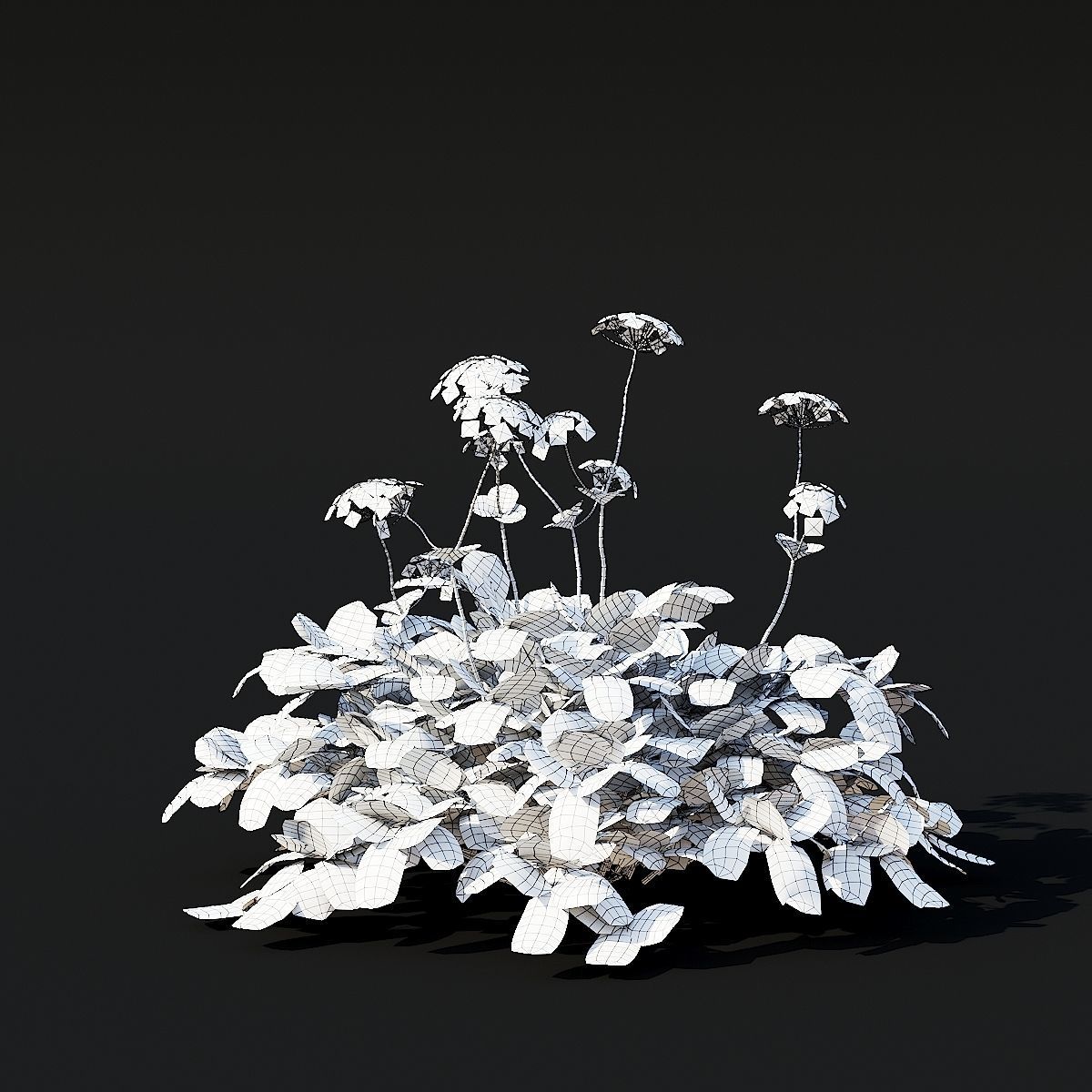 Aegopodium podagraria flower 3D model_9
