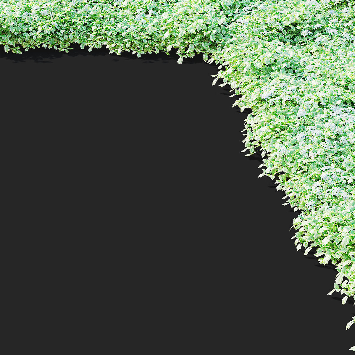 Aegopodium podagraria flower 3D model_10