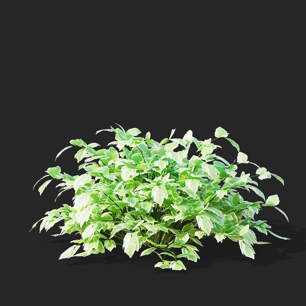 Aegopodium podagraria flower 3D model_5