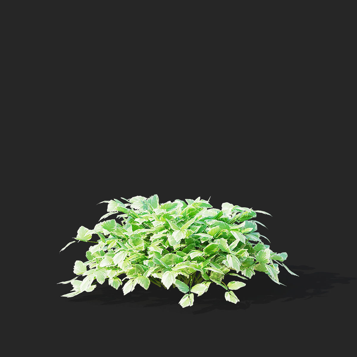 Aegopodium podagraria flower 3D model_6