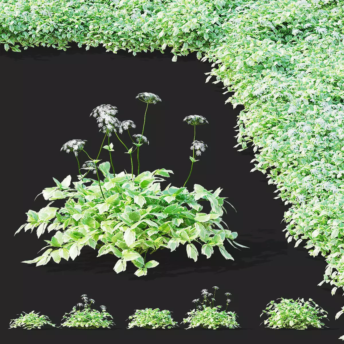 Aegopodium podagraria flower 3D model_0