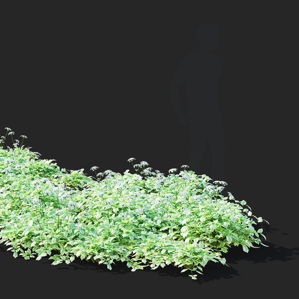 Aegopodium podagraria flower 3D model_3