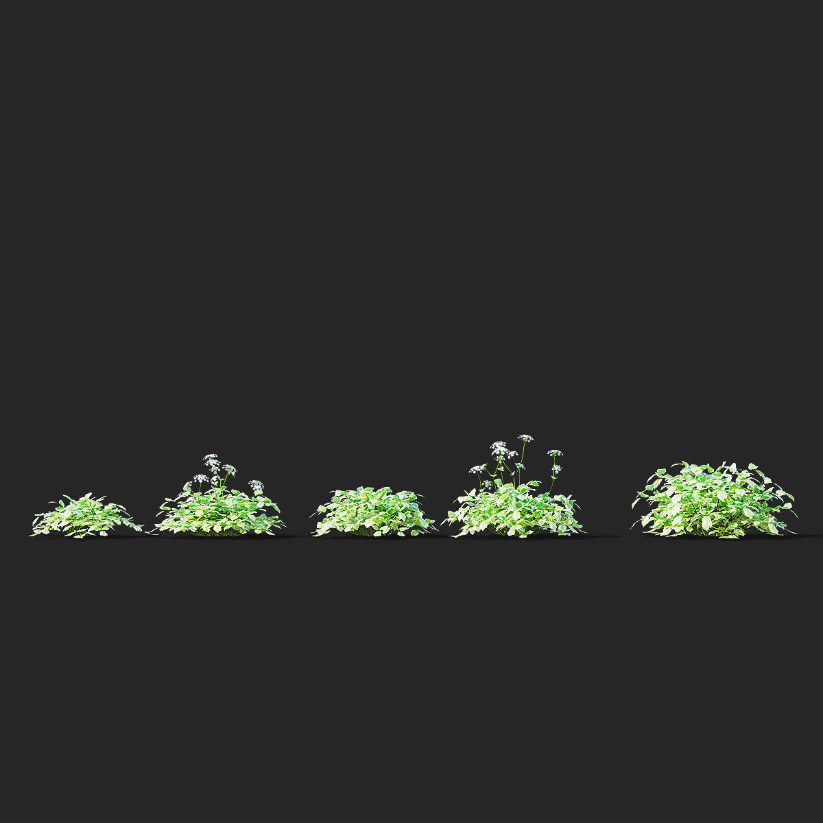 Aegopodium podagraria flower 3D model_2
