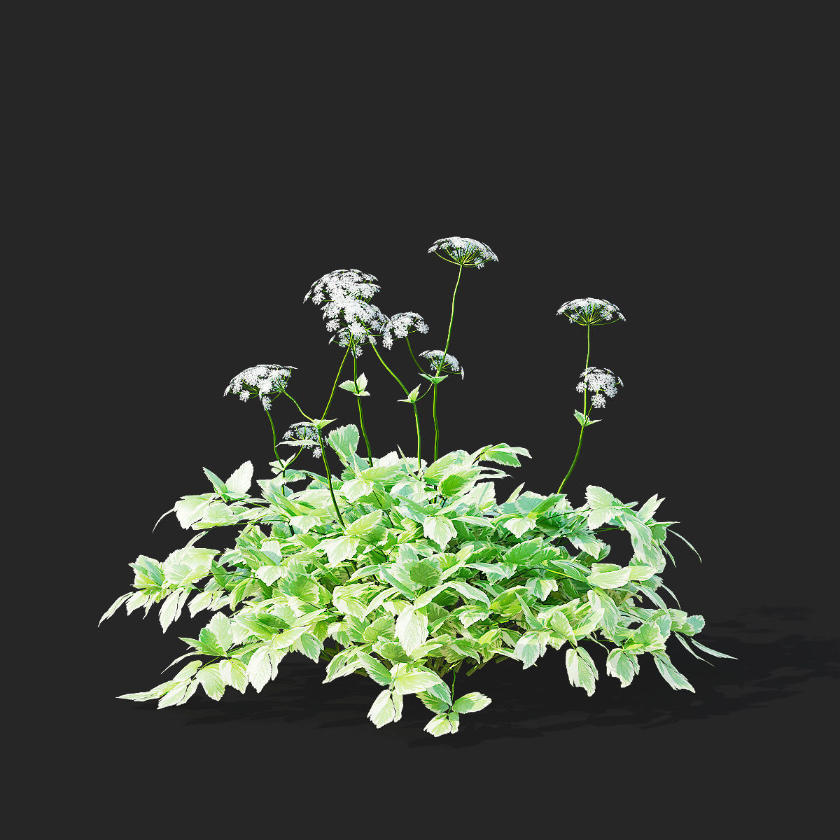 Aegopodium podagraria flower 3D model_4