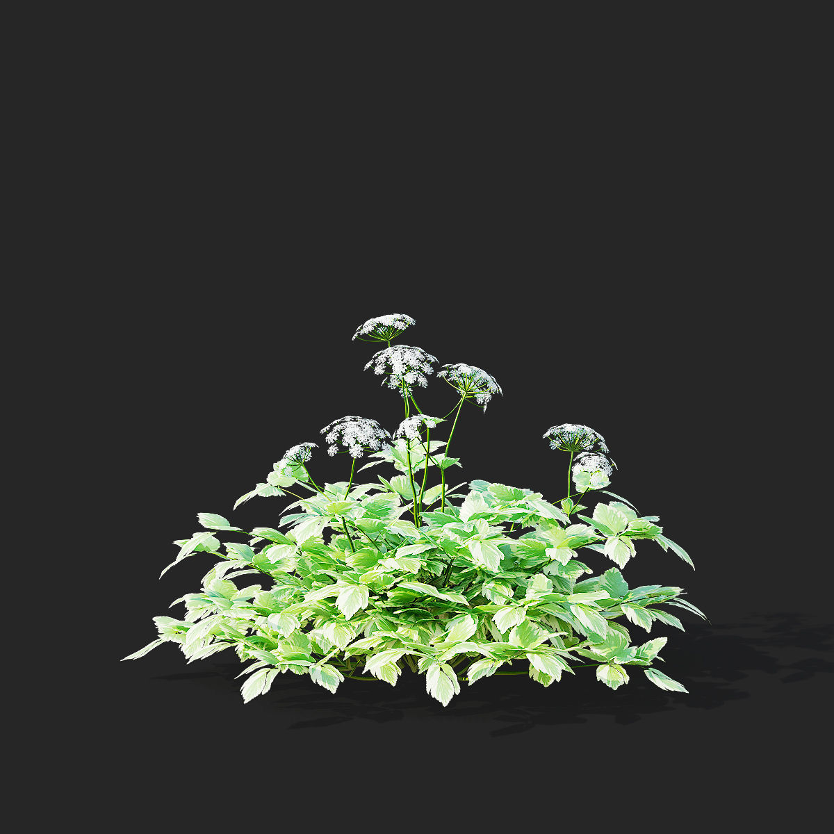 Aegopodium podagraria flower 3D model_7