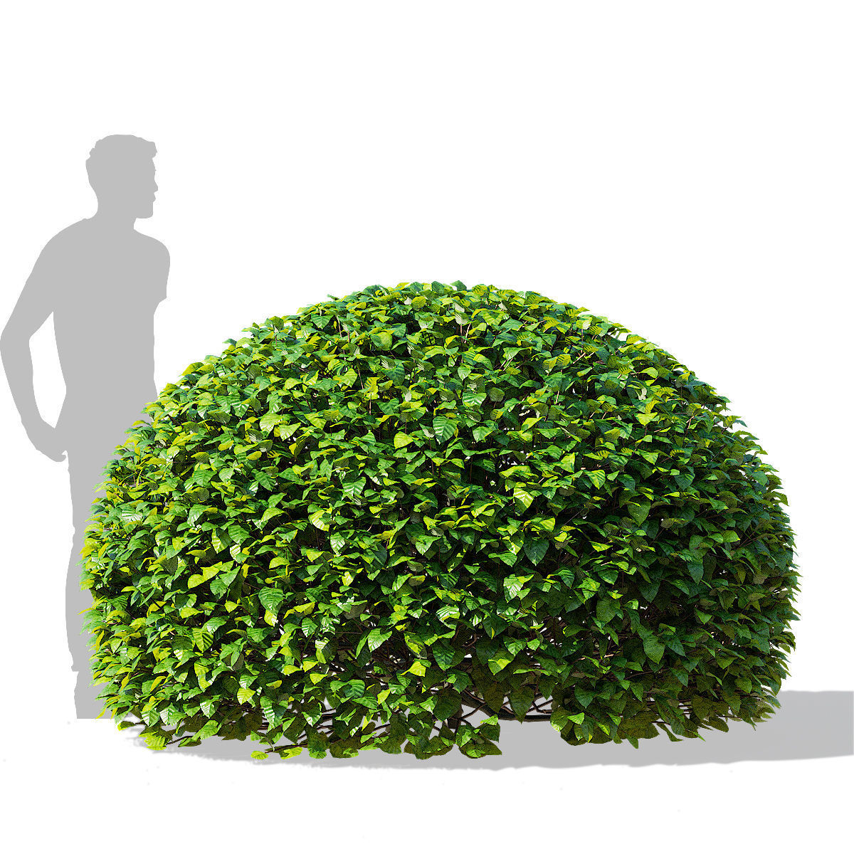 Fagus sylvatica ball 3D model_11