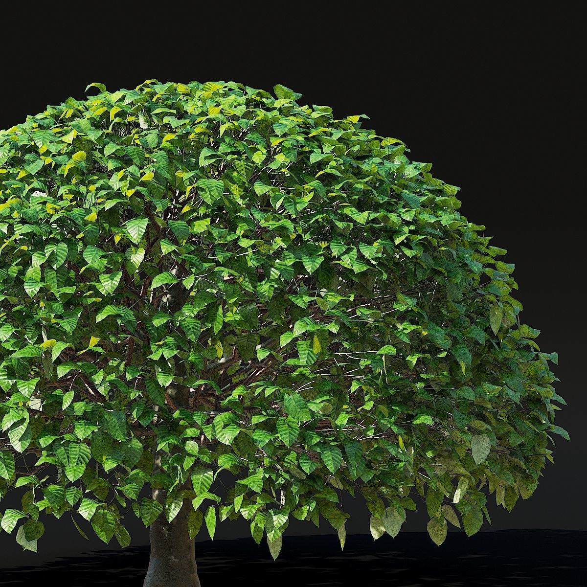 Fagus sylvatica ball 3D model_4