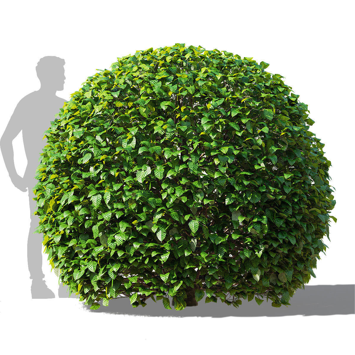Fagus sylvatica ball 3D model_7