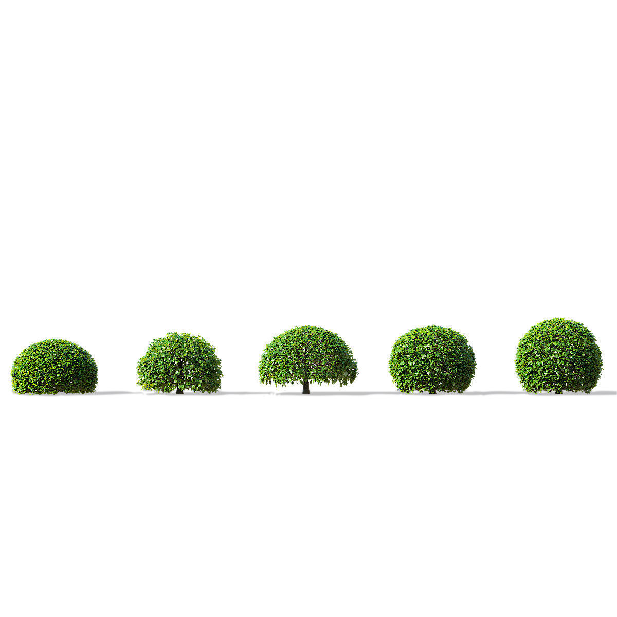 Fagus sylvatica ball 3D model_2