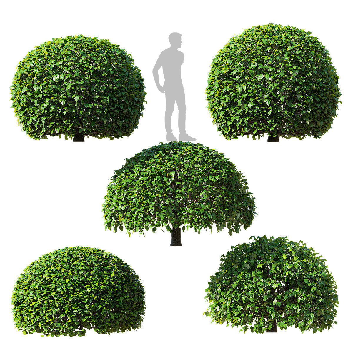 Fagus sylvatica ball 3D model_6