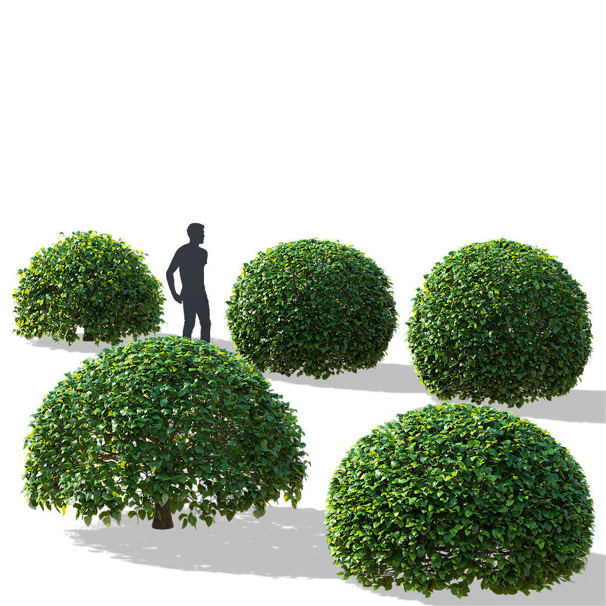 Fagus sylvatica ball 3D model_3