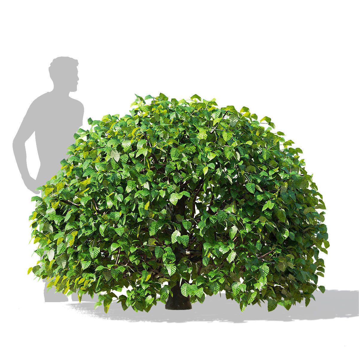 Fagus sylvatica ball 3D model_10