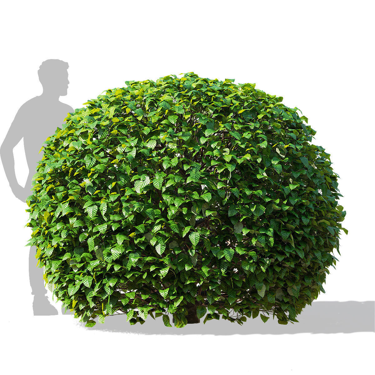 Fagus sylvatica ball 3D model_8