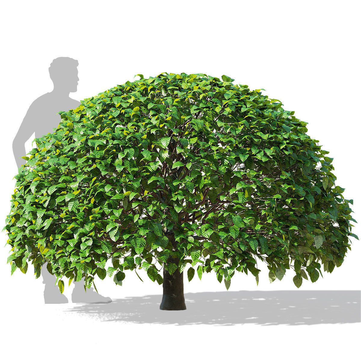Fagus sylvatica ball 3D model_9