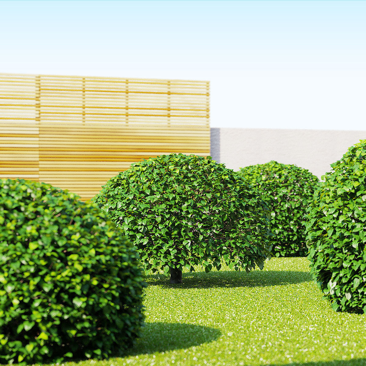 Fagus sylvatica ball 3D model_1
