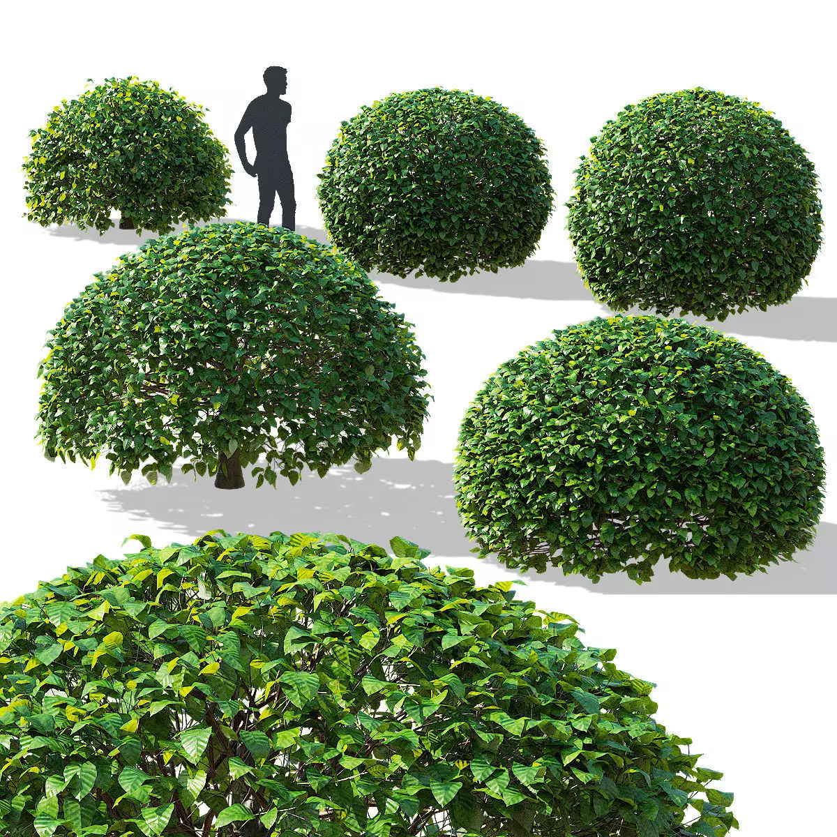 Fagus sylvatica ball 3D model_0