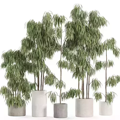 Plants collection 968