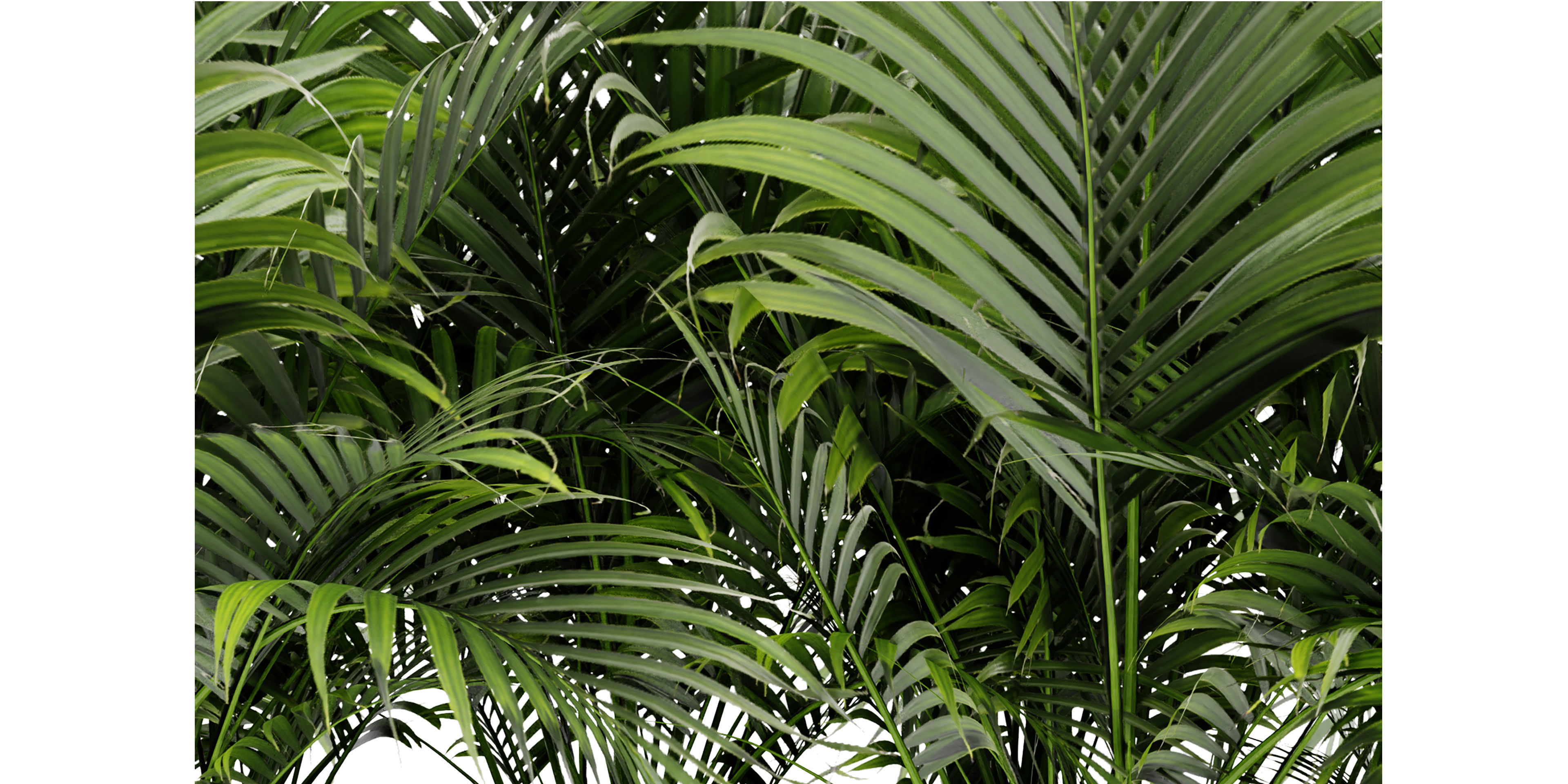 Collection plant vol 449 - blender model  3D model_4