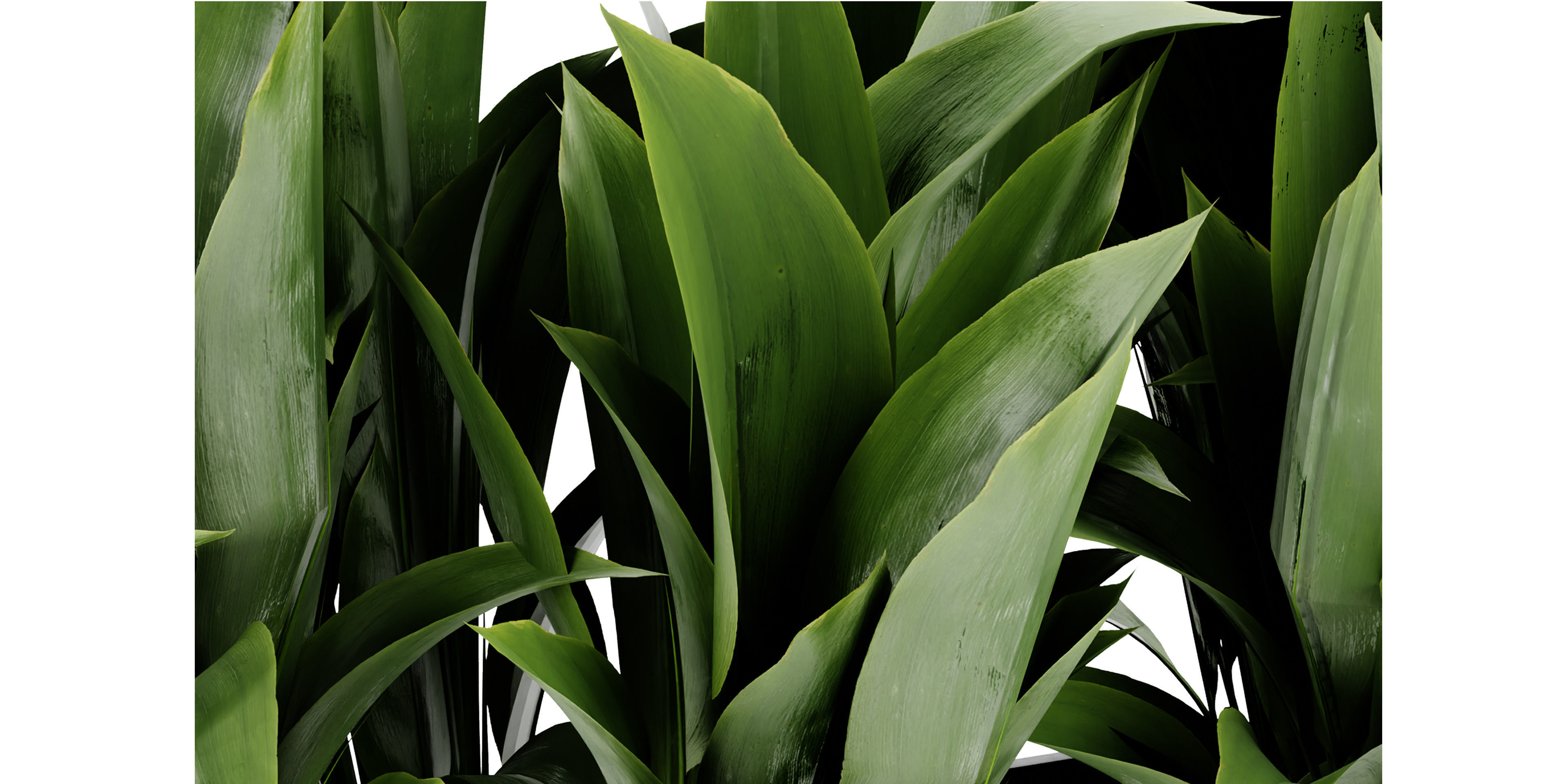 Collection plant vol 449 - blender model  3D model_5