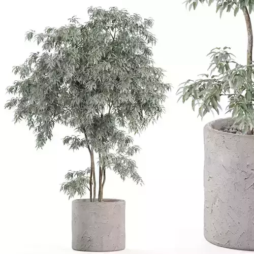 Plants collection 972 3D model