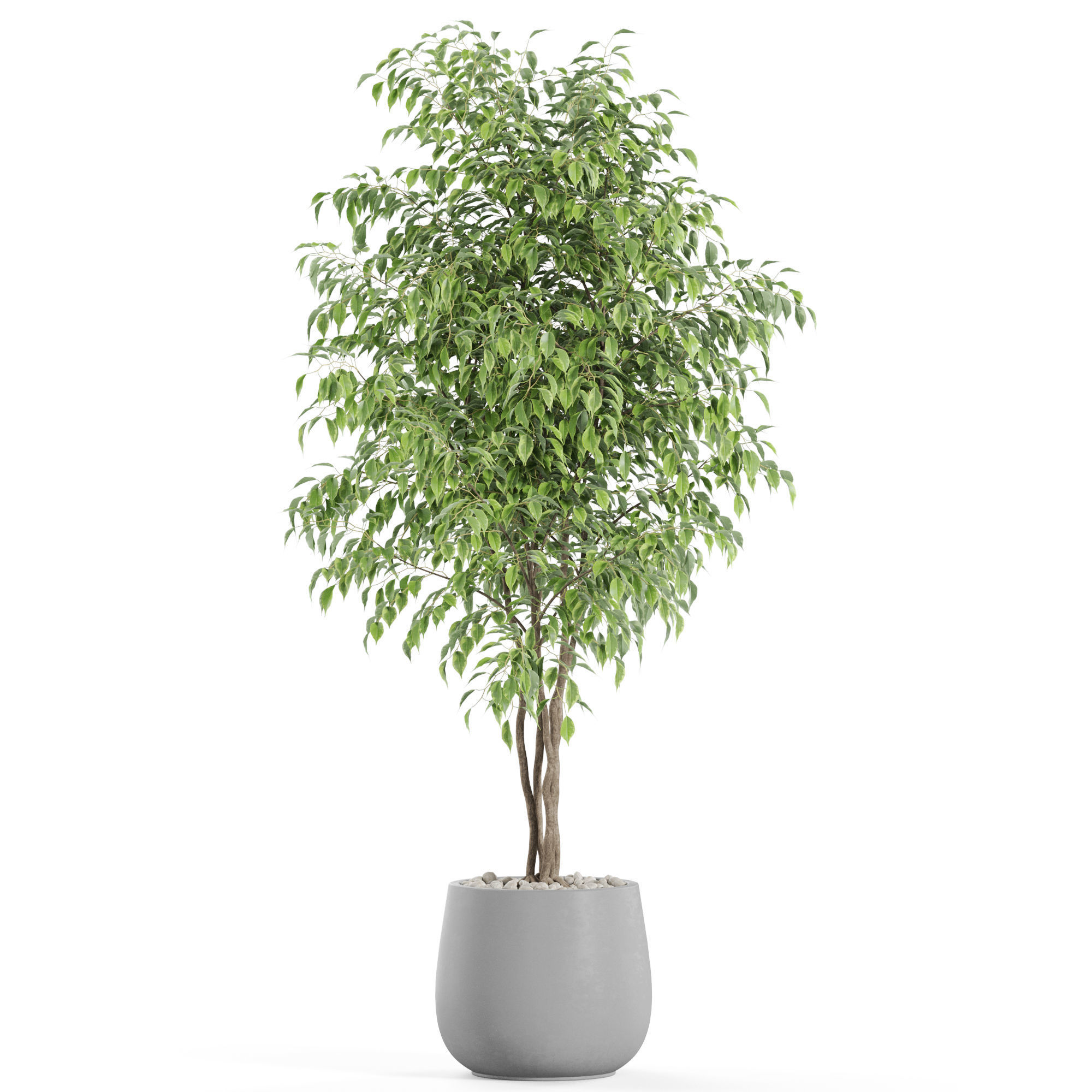 Plants collection 975 3D model_1