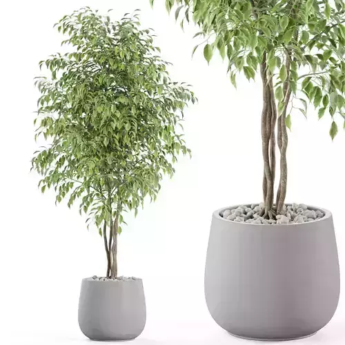 Plants collection 975 3D model