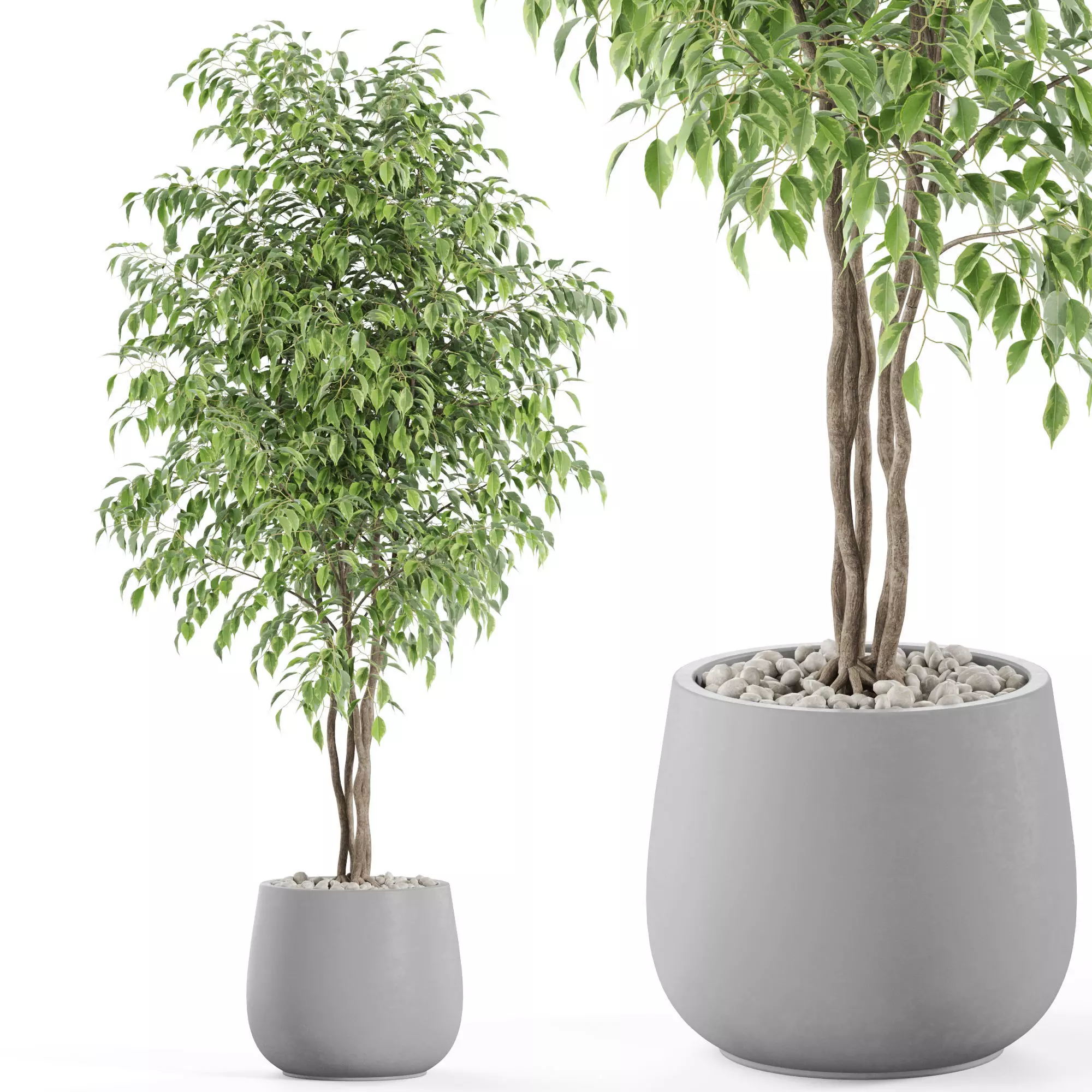 Plants collection 975 3D model_0