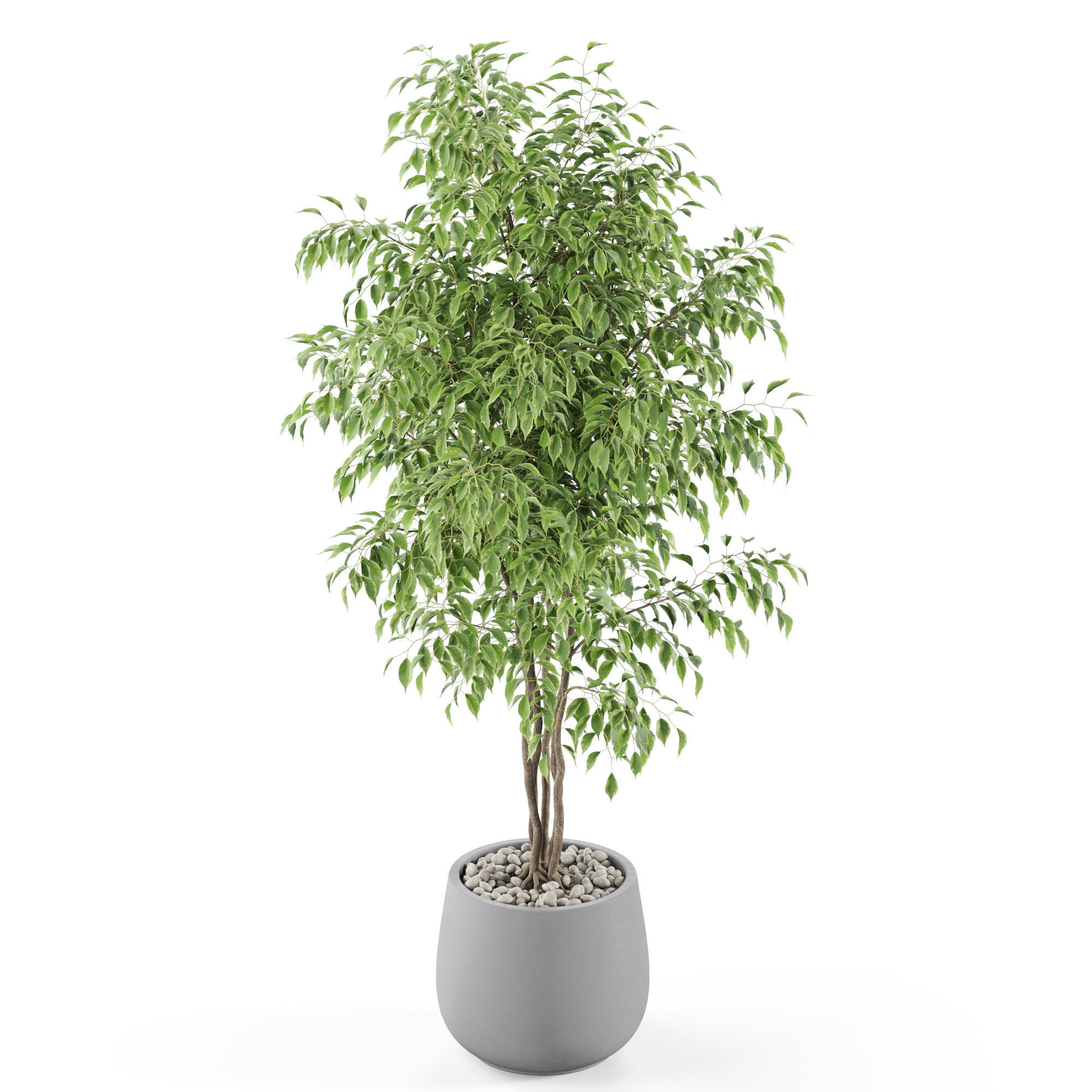 Plants collection 975 3D model_3