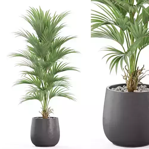 Plants collection 976 3D model