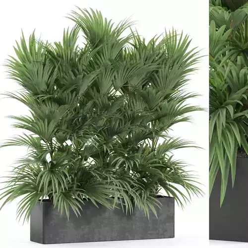 Plants collection 977 3D model