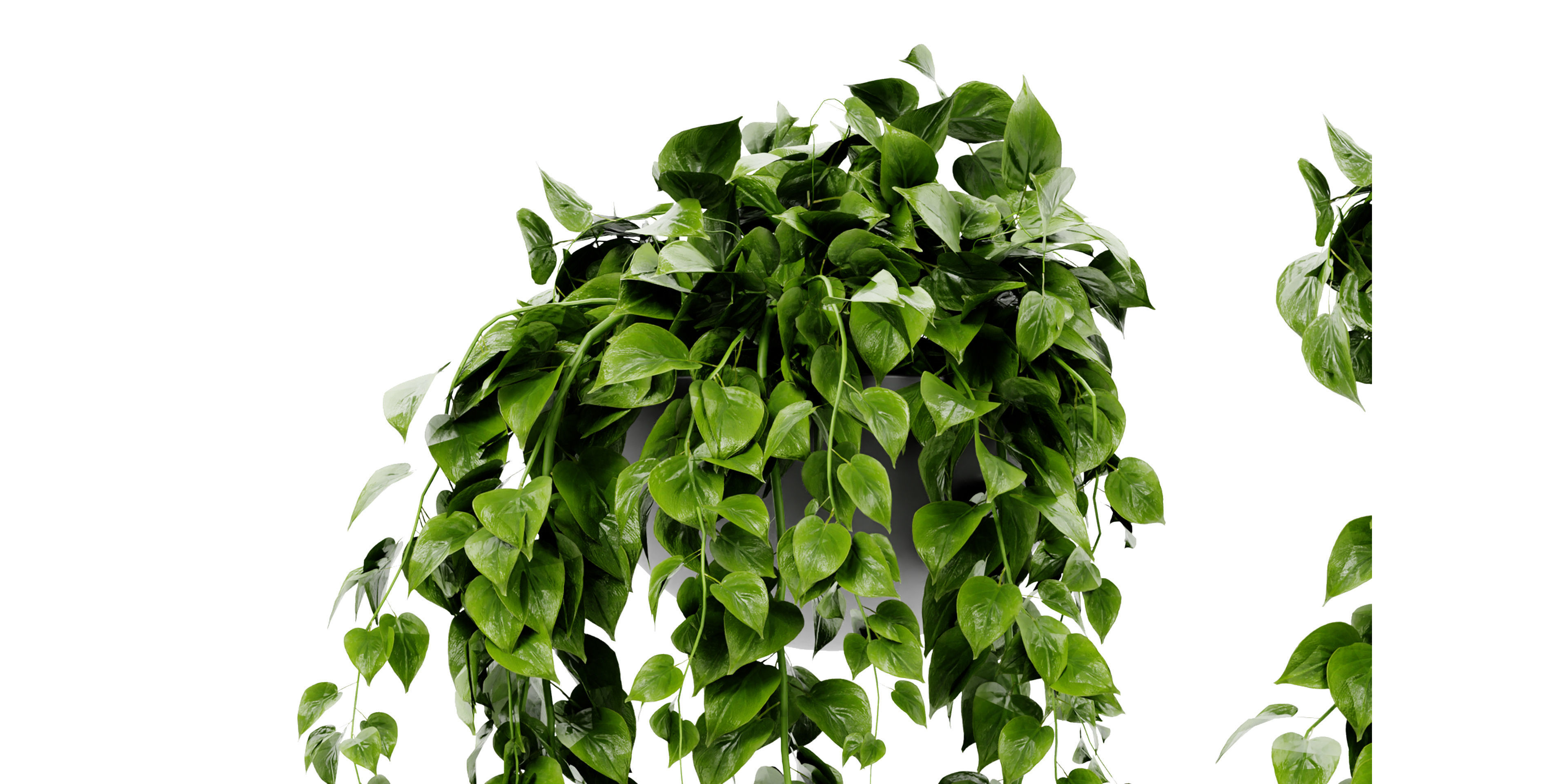 Collection plant vol 454  - blender model  3D model_3