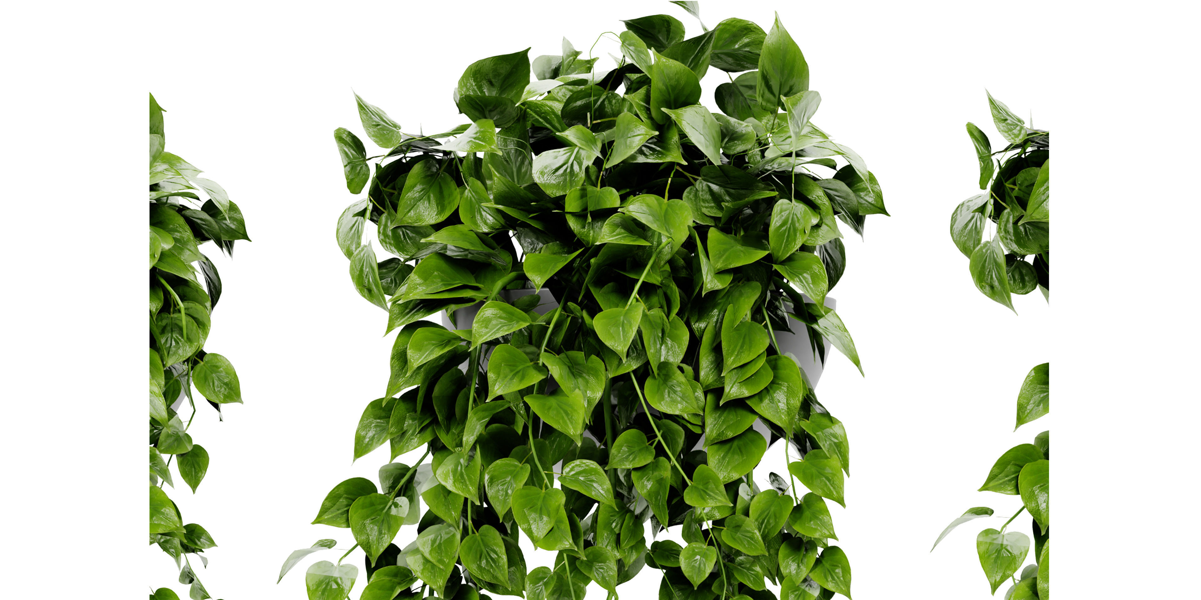 Collection plant vol 454  - blender model  3D model_2