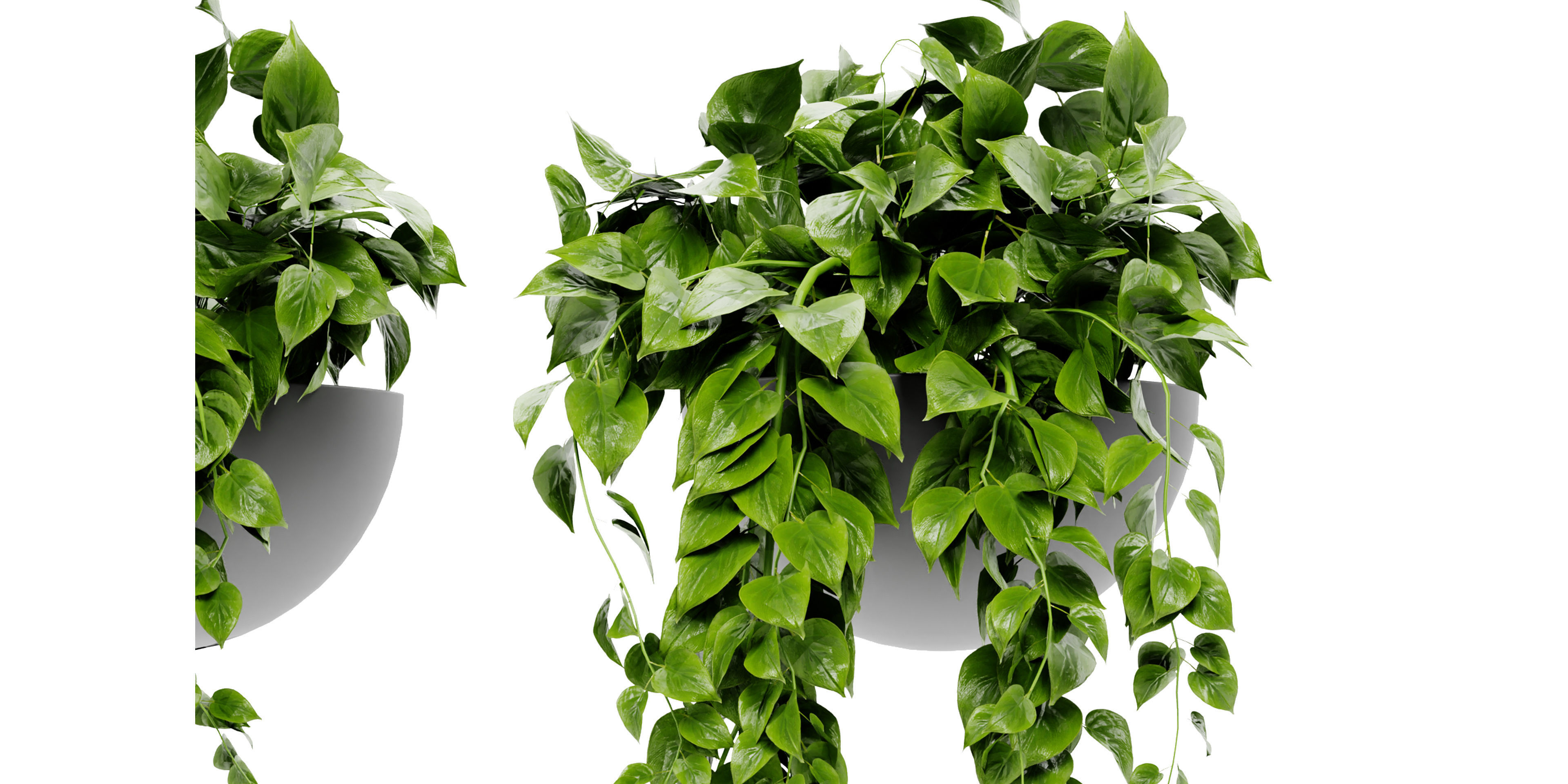 Collection plant vol 454  - blender model  3D model_4