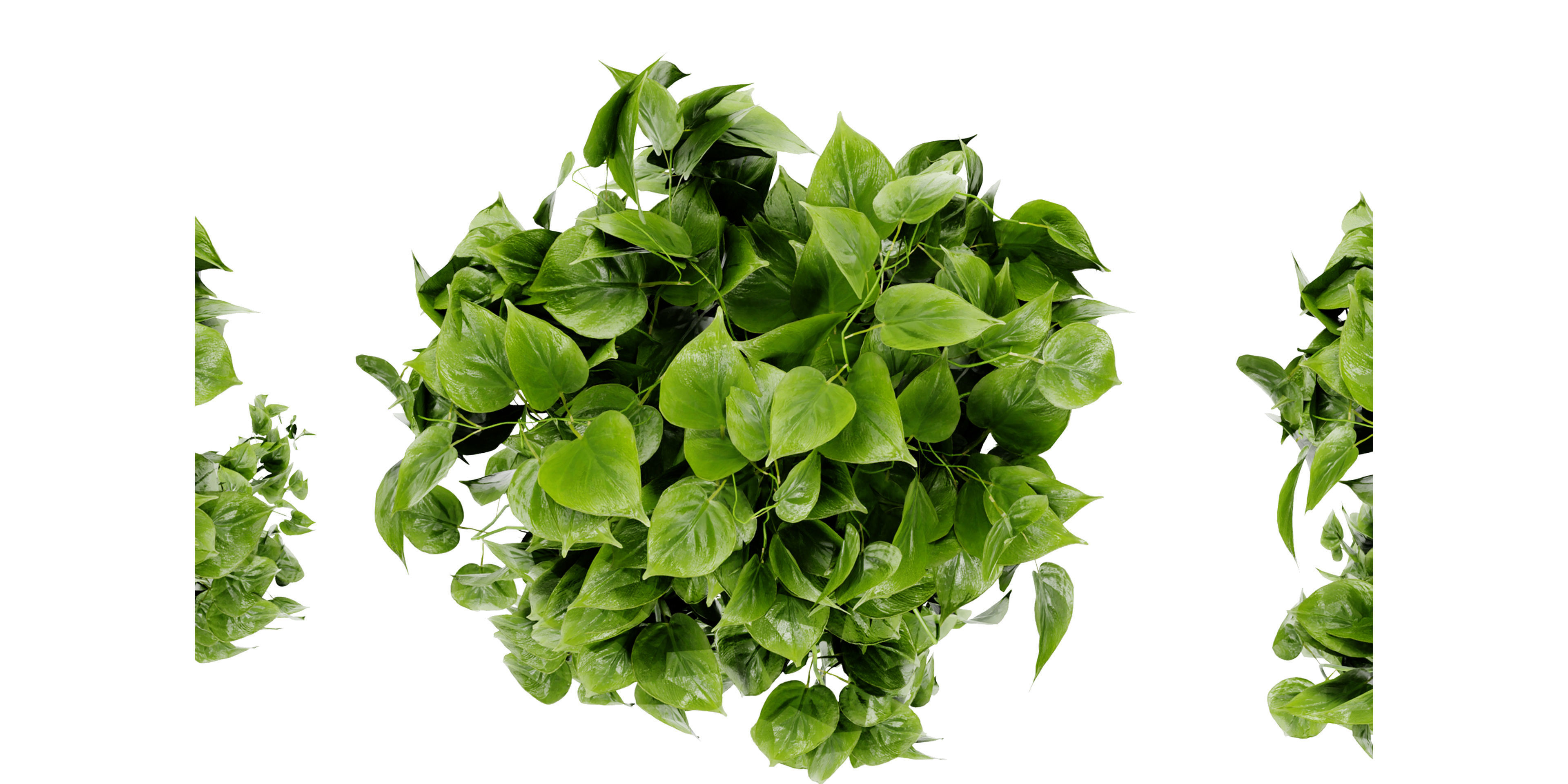 Collection plant vol 454  - blender model  3D model_5