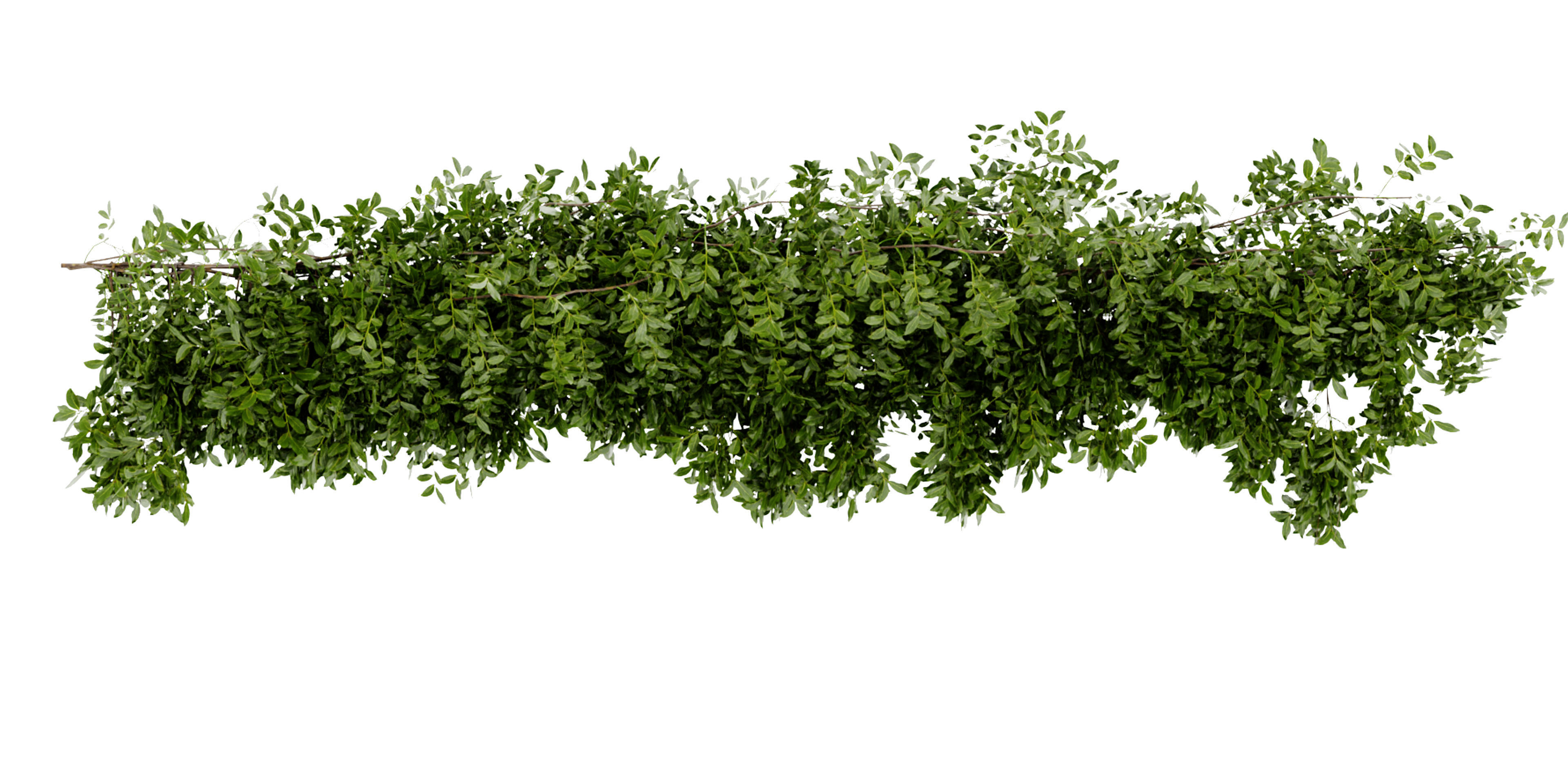 Collection plant vol 464 - blender model  3D model_6