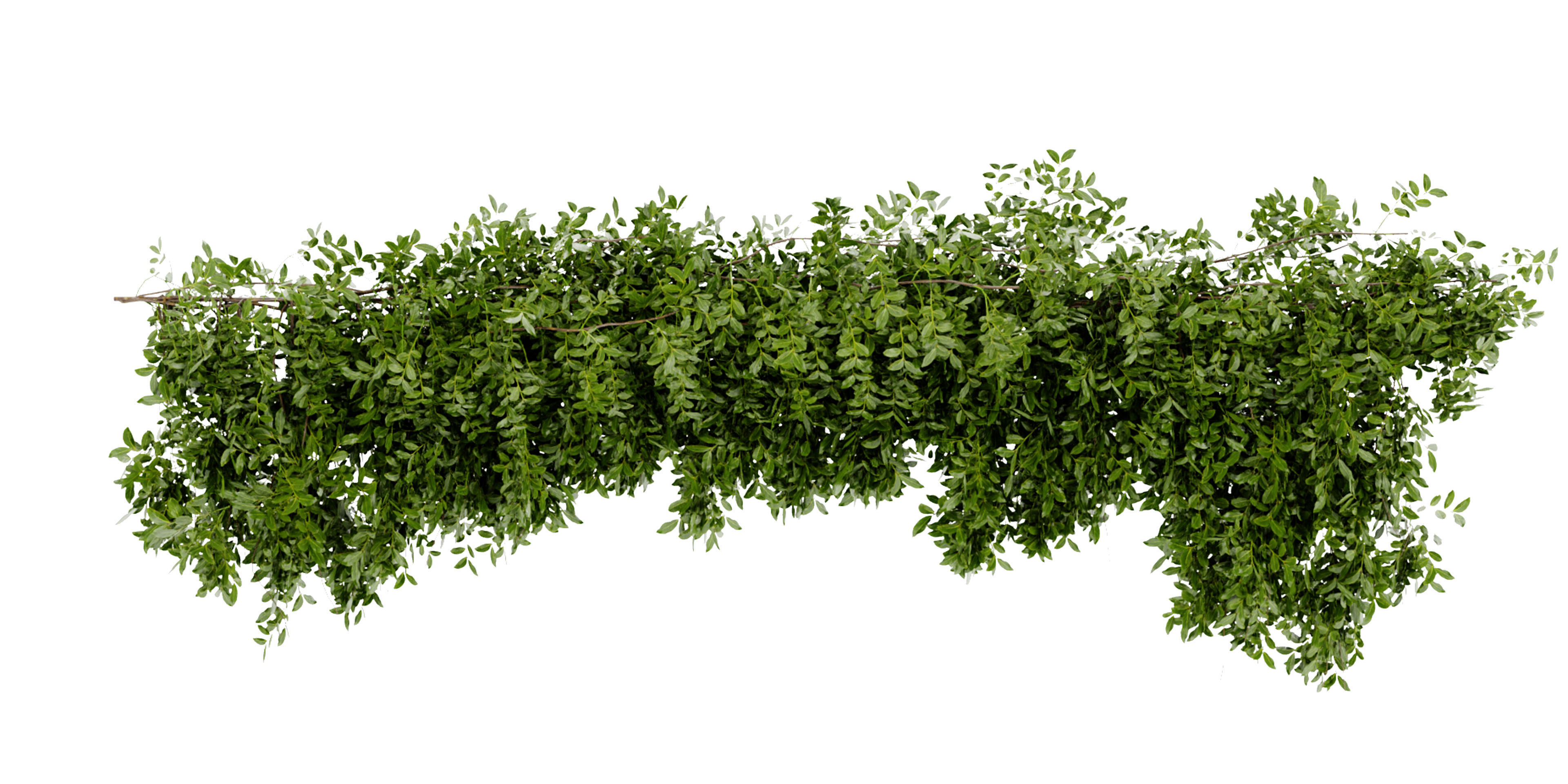 Collection plant vol 464 - blender model  3D model_5