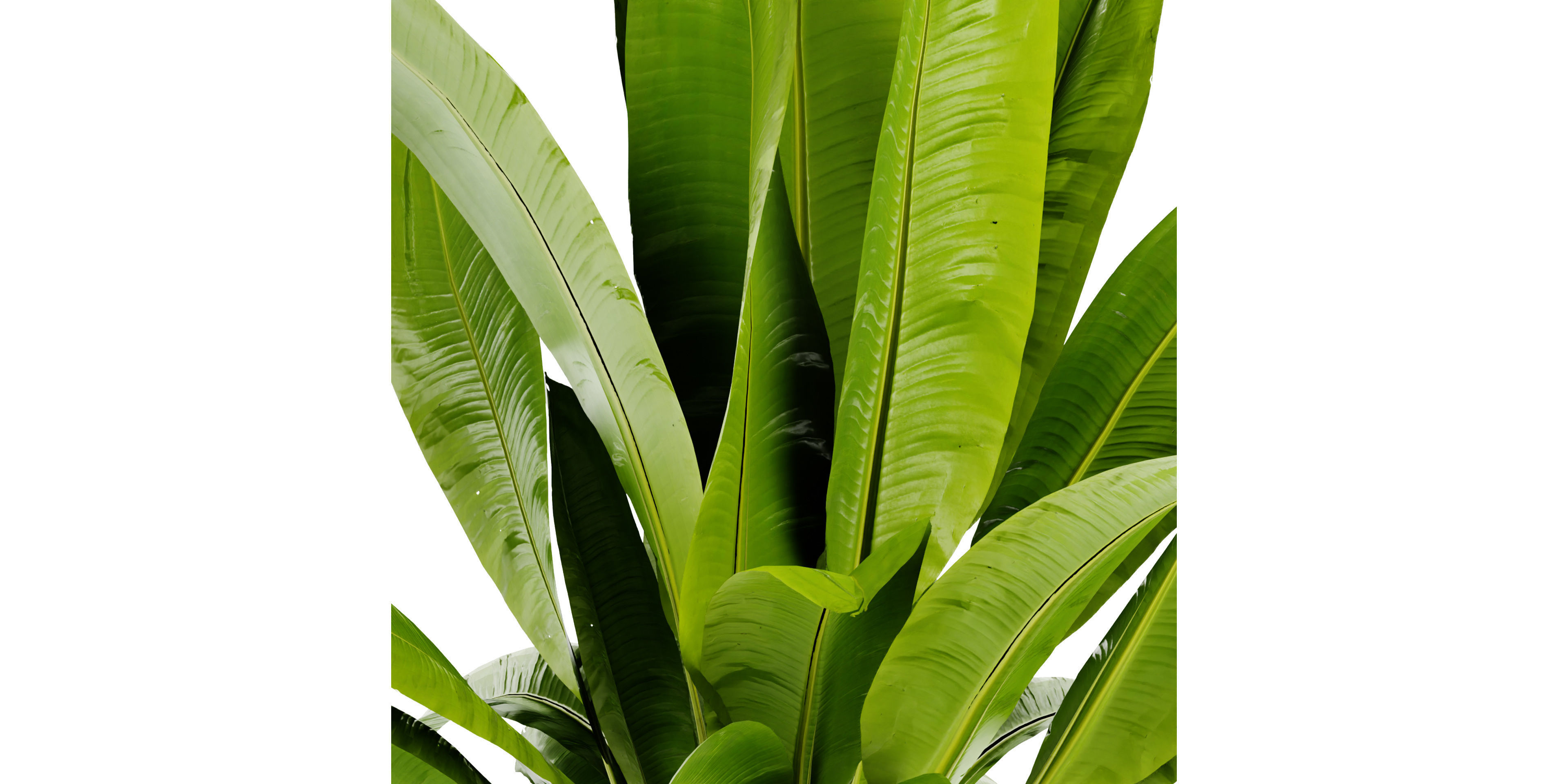 Collection plant vol 465 - blender model  3D model_2