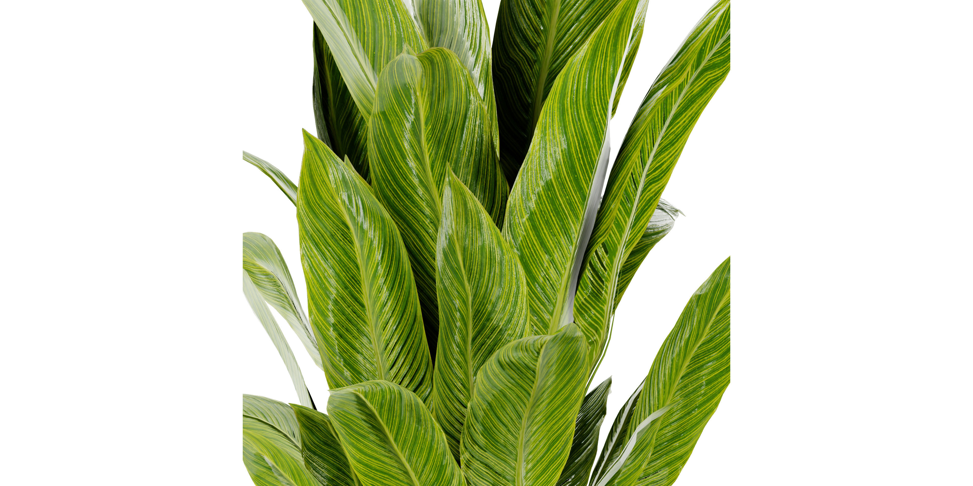 Collection plant vol 465 - blender model  3D model_3