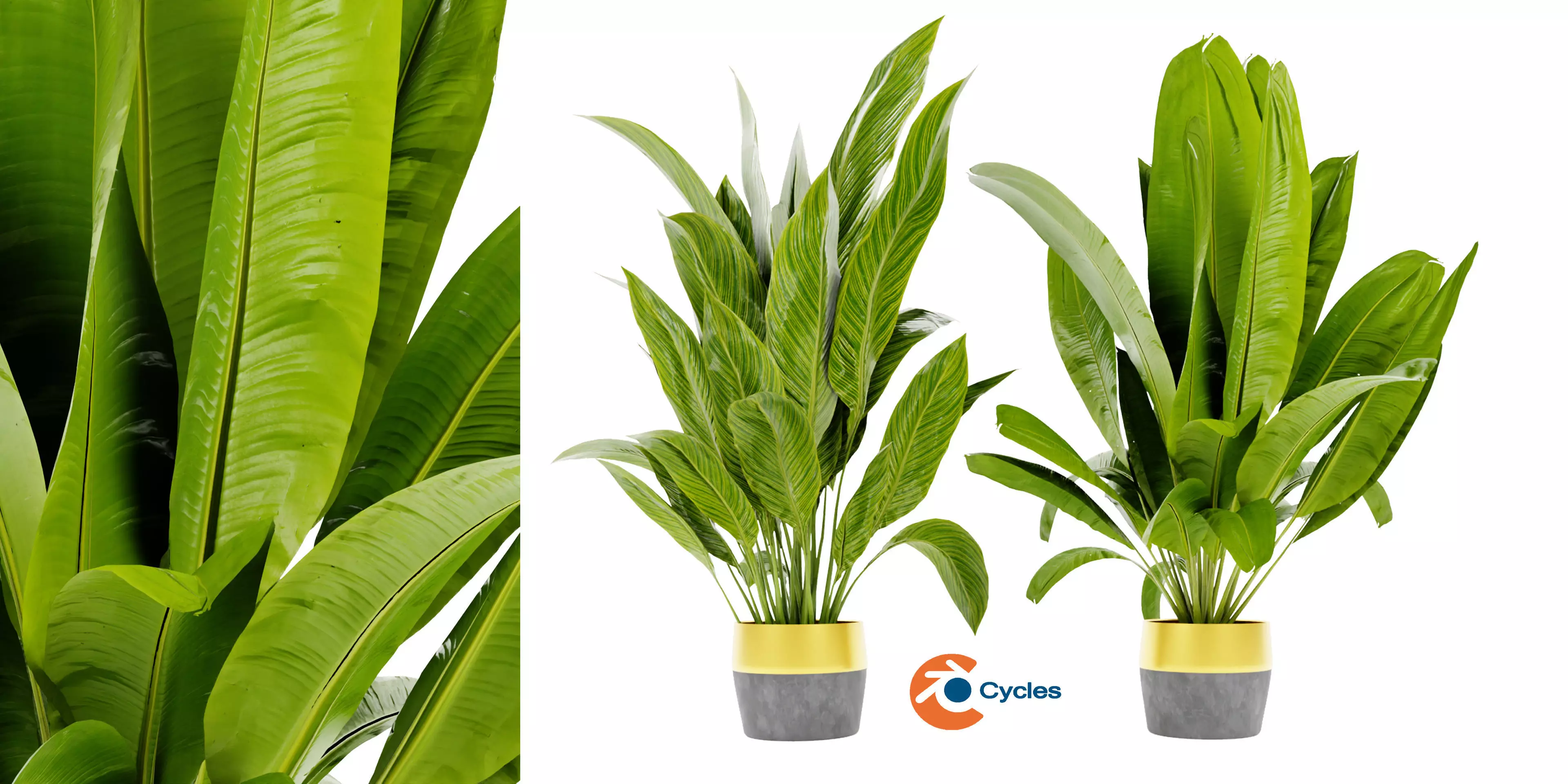 Collection plant vol 465 - blender model  3D model_0