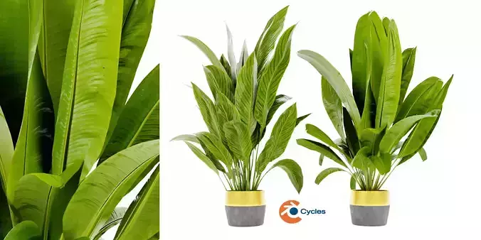 Collection plant vol 465 - blender model 