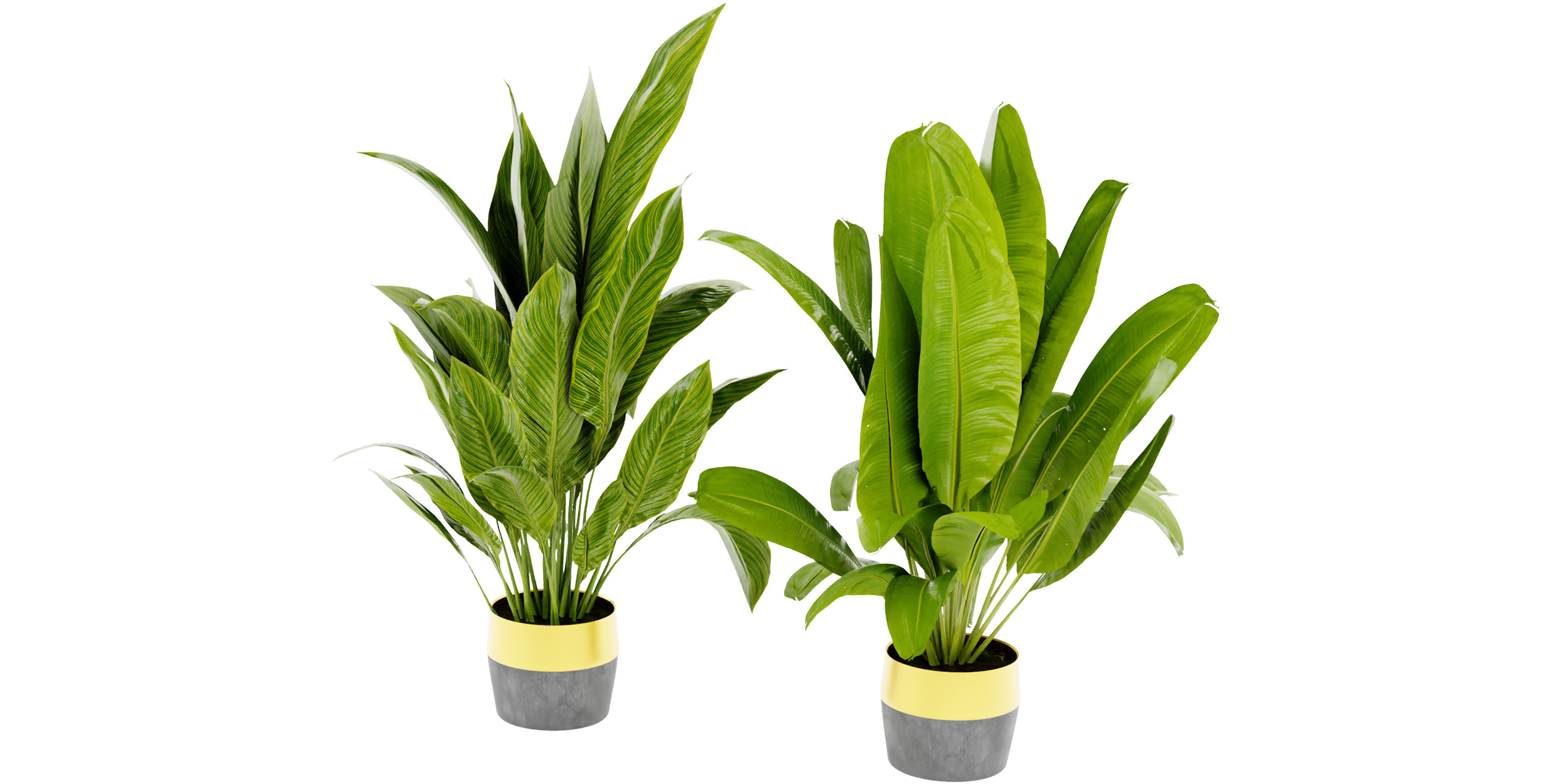 Collection plant vol 465 - blender model  3D model_4