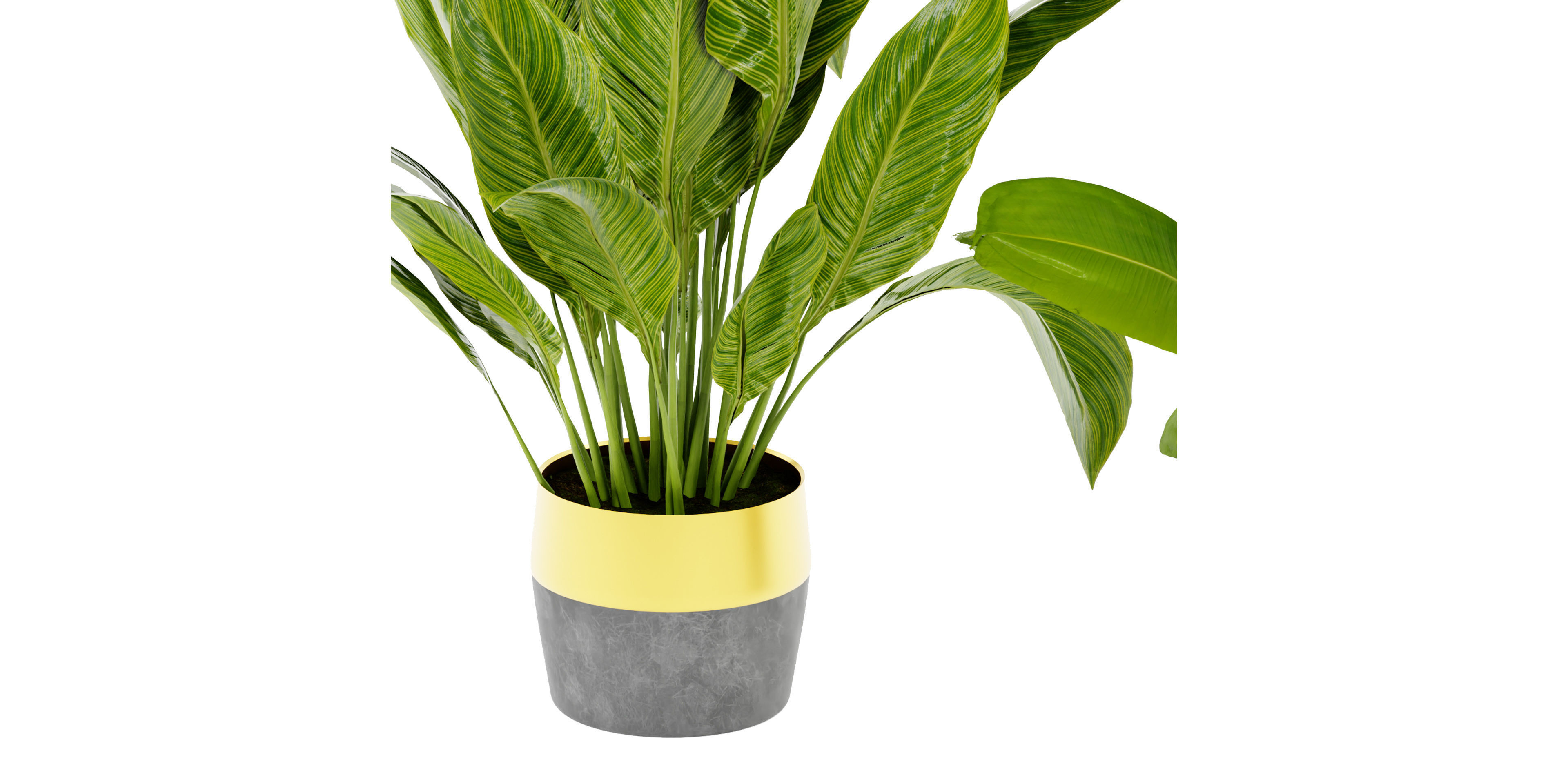 Collection plant vol 465 - blender model  3D model_5